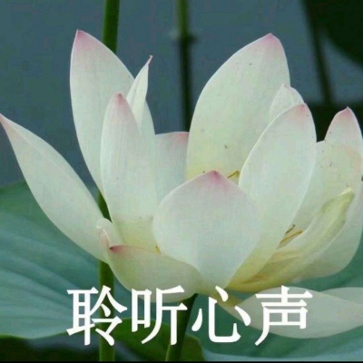 白灏宇：风景静物头像/荷花/文字控/