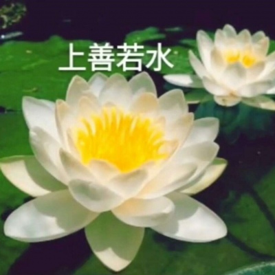 白灏宇：风景静物头像/荷花/文字控/