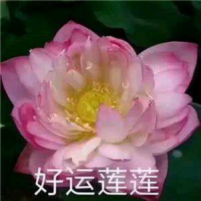 白灏宇：风景静物头像/荷花/文字控/