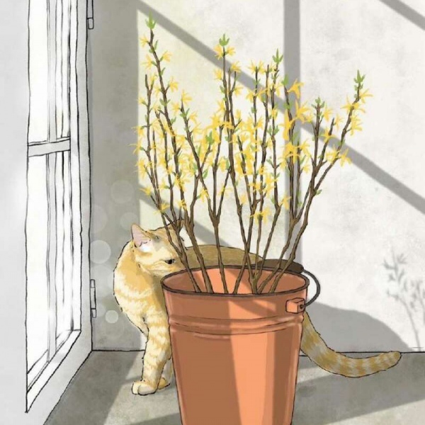 白灏宇:风景静物头像/唯美/猫咪/