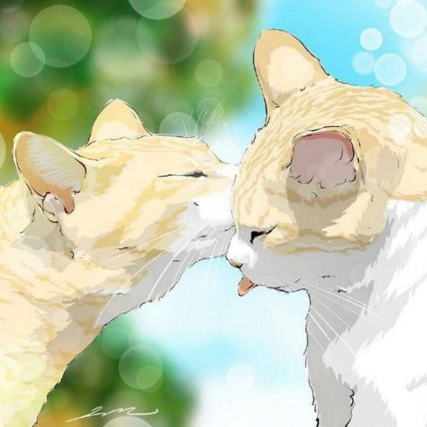 白灏宇:风景静物头像/唯美/猫咪/
