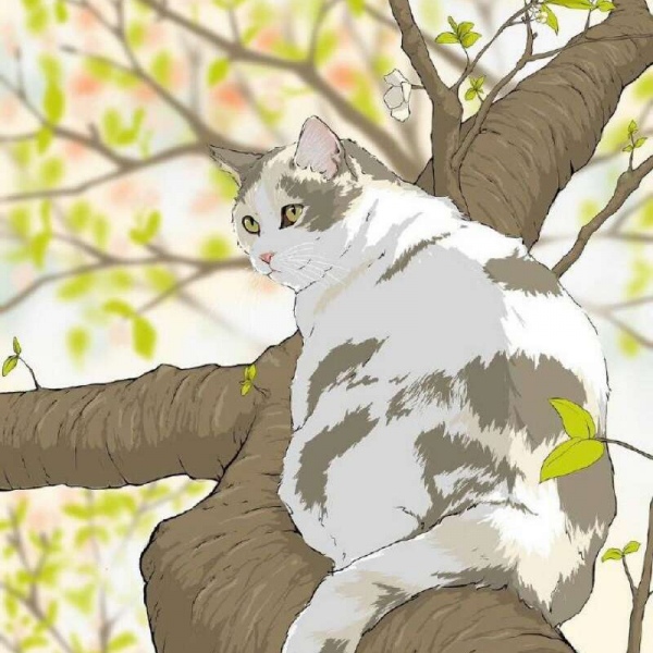 白灏宇:风景静物头像/唯美/猫咪/