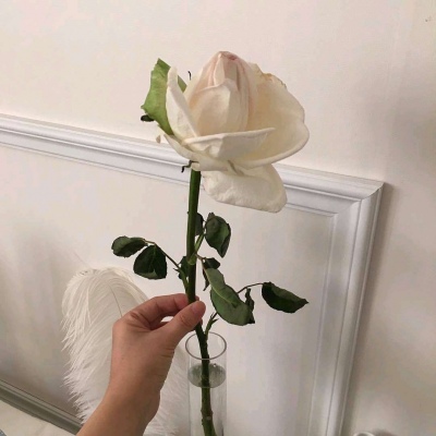 玫瑰系唯美壁纸，伤感美，独一无二的美～