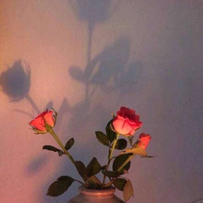 玫瑰系唯美壁纸，伤感美，独一无二的美～