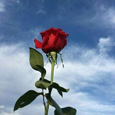 玫瑰系唯美壁纸，伤感美，独一无二的美～