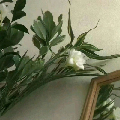 冷澈/绿色唯美背景图//