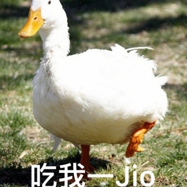 念七 鹅鹅鹅