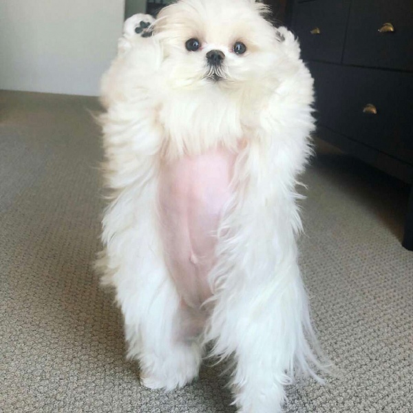 念七 举个手的小狗