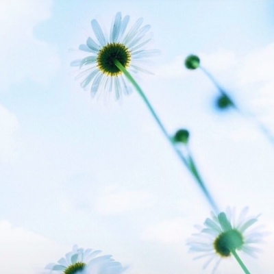 白灏宇:风景静物头像/绿色/花朵/夏日/唯美/小清新