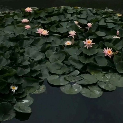 白灏宇:风景静物头像/绿色/花朵/夏日/唯美/小清新