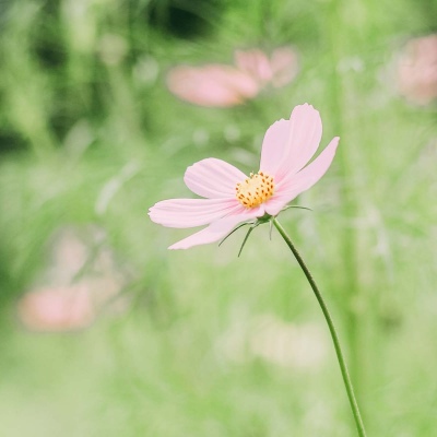 白灏宇:风景静物头像/绿色/花朵/夏日/唯美/小清新