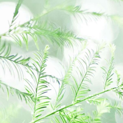 白灏宇:风景静物头像/绿色/花朵/夏日/唯美/小清新