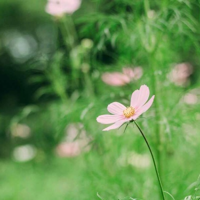 白灏宇:风景静物头像/绿色/花朵/夏日/唯美/小清新