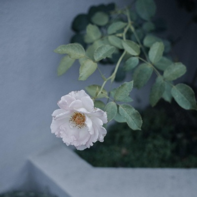 白灏宇:风景静物头像/绿色/花朵/夏日/唯美/小清新