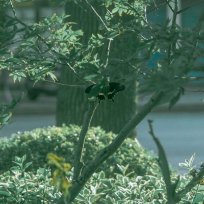 白灏宇:风景静物头像/绿色/花朵/夏日/唯美/小清新
