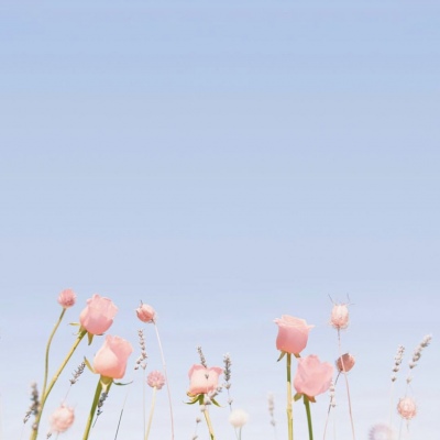 白灏宇:风景静物头像/绿色/花朵/夏日/唯美/小清新