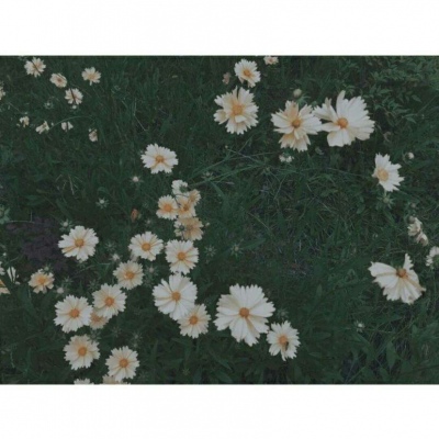 白灏宇:风景静物头像/绿色/花朵/夏日/唯美/小清新