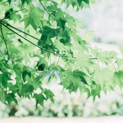 白灏宇:风景静物头像/绿色/花朵/夏日/唯美/小清新