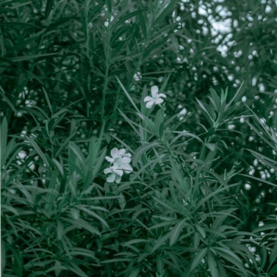 白灏宇:风景静物头像/绿色/花朵/夏日/唯美/小清新