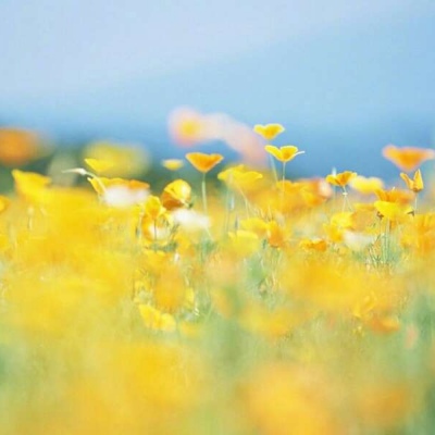 白灏宇:风景静物头像/绿色/花朵/夏日/唯美/小清新