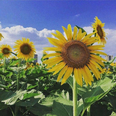 白灏宇:风景静物头像/绿色/花朵/夏日/唯美/小清新