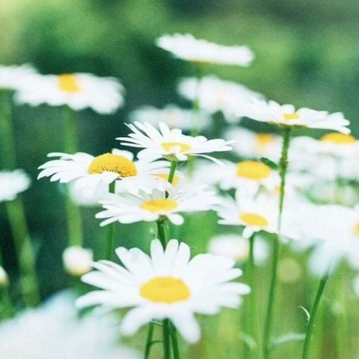 白灏宇:风景静物头像/绿色/花朵/夏日/唯美/小清新