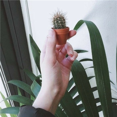 风景静物头像 背景图