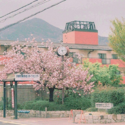 樱花樱花想见你~