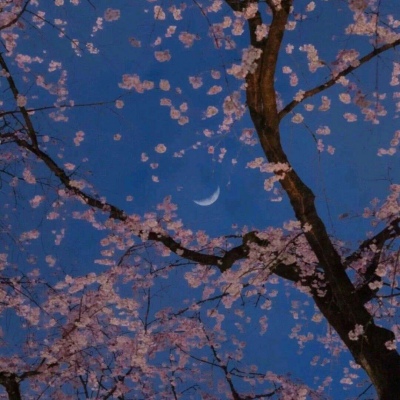 江奕/唯美花朵背景图/拨云见日不见你，未来可期你难遇。