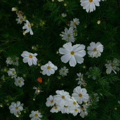 江奕/唯美花朵背景图/拨云见日不见你，未来可期你难遇。