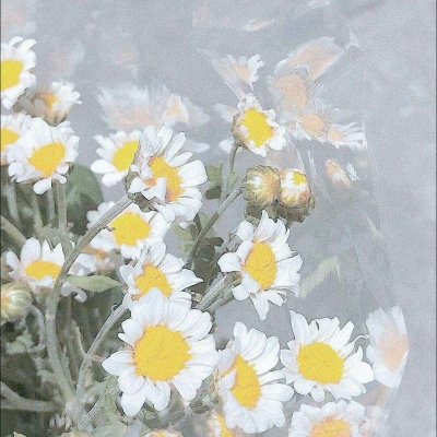 江奕/唯美花朵背景图/拨云见日不见你，未来可期你难遇。