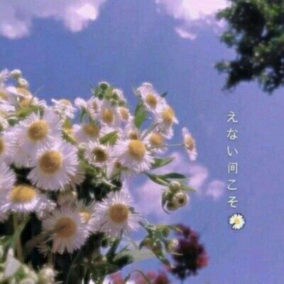 江奕/唯美花朵背景图/拨云见日不见你，未来可期你难遇。