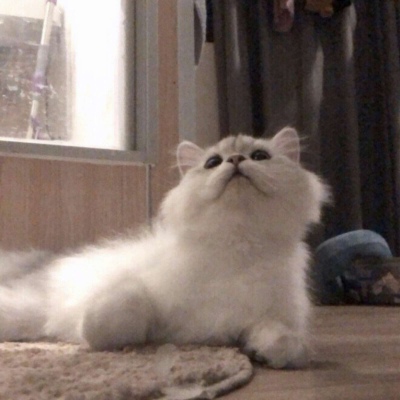 可爱动物 念七