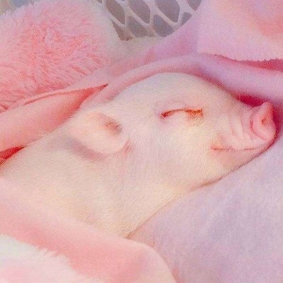 猪 头像