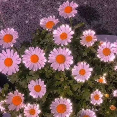 池媚恩/唯美少女心壁纸/永远清醒 永远温柔 永远难以接近