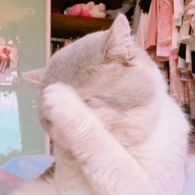 苏旬 萌宠 可爱猫 猫主子们