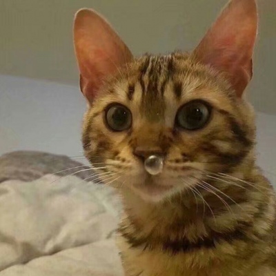 苏旬 萌宠 可爱猫 猫主子们