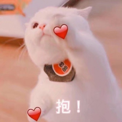 苏旬 萌宠 可爱猫 猫主子们