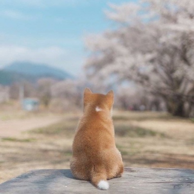 苏旬 萌宠 可爱猫 猫主子们