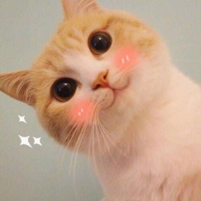 苏旬 萌宠 可爱猫 猫主子们