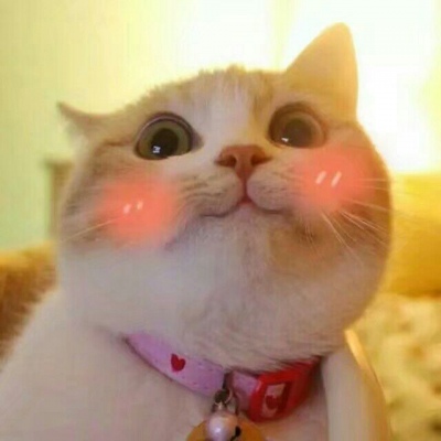 苏旬 萌宠 可爱猫 猫主子们