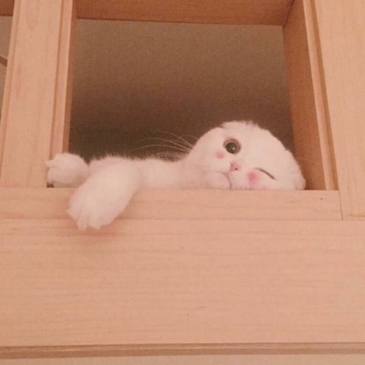 苏旬 萌宠 可爱猫 猫主子们
