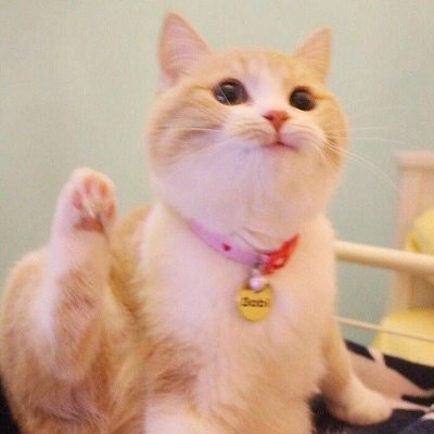 苏旬 萌宠 可爱猫 猫主子们