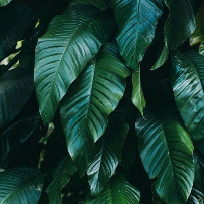 允言/绿色系大自然背景/今日爱您 明天依旧