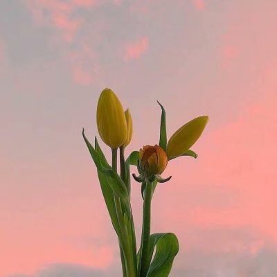 白灏宇:风景静物头像/花朵/唯美