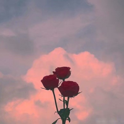 白灏宇:风景静物头像/花朵/唯美