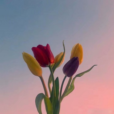 白灏宇:风景静物头像/花朵/唯美