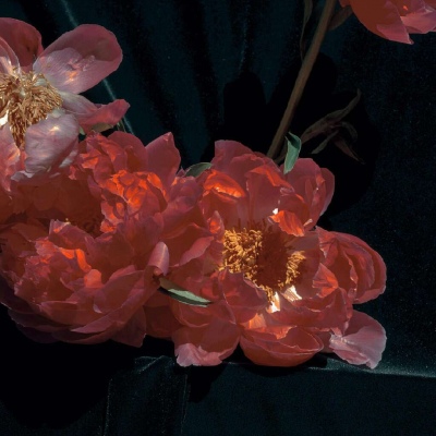 白灏宇:风景静物头像/花朵/唯美