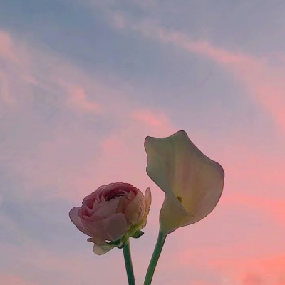 白灏宇:风景静物头像/花朵/唯美