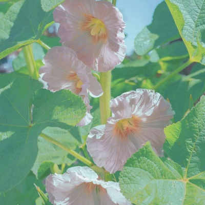 白灏宇:风景静物头像/花朵/唯美